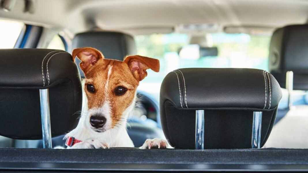 Como manter seu cachorro entretido mesmo nos dias mais agitados